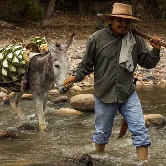 donkey and espadin piñas oaxaca
