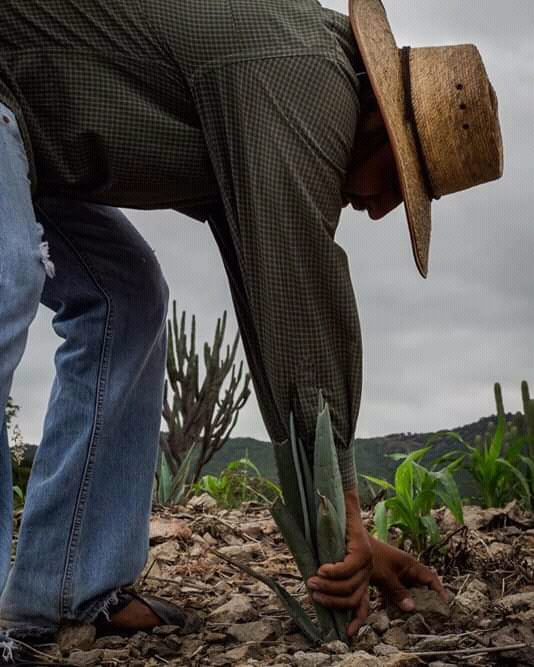 planting mezcal oaxaca